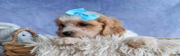 Cavachon dogs for sale: RUSTY - Ad 5