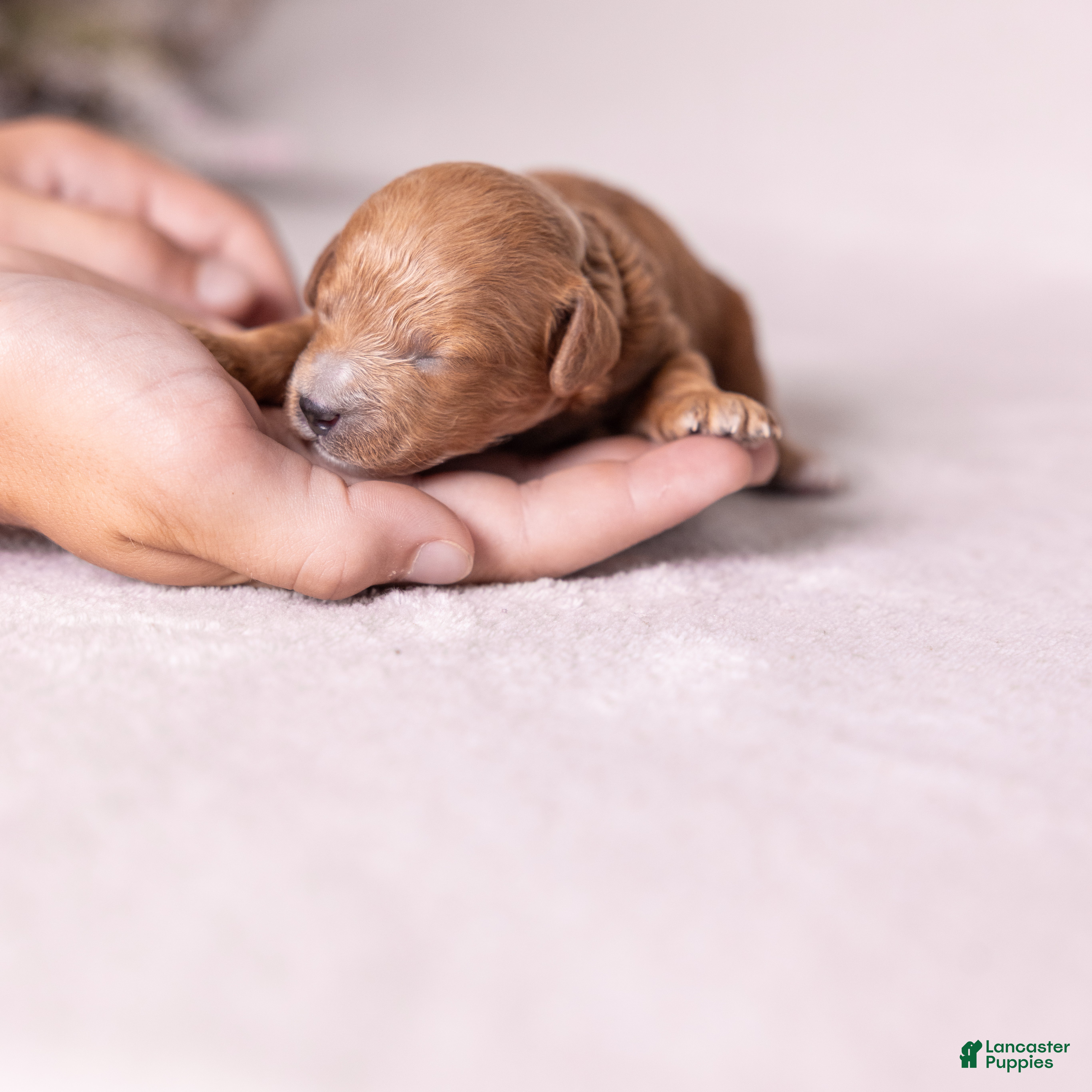 Miniature Poodle dogs Triumph - Ad 1