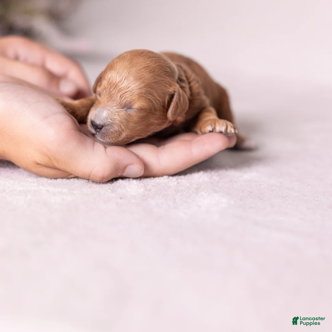 Miniature Poodle dogs for sale: Triumph - Ad 1