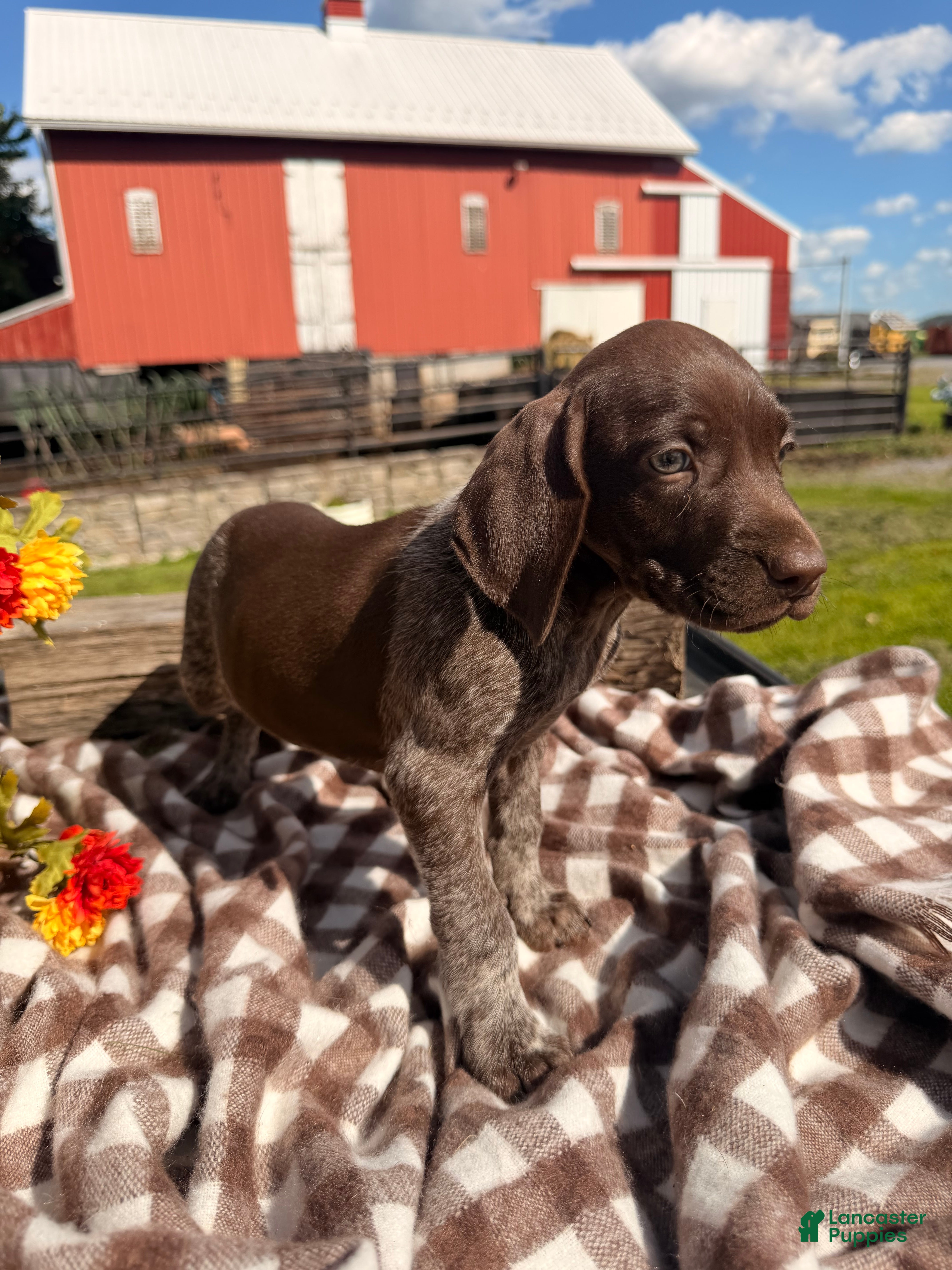 Benelli (German Shorthaired Pointer, Male) in Wellsville, PA