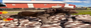 Benelli