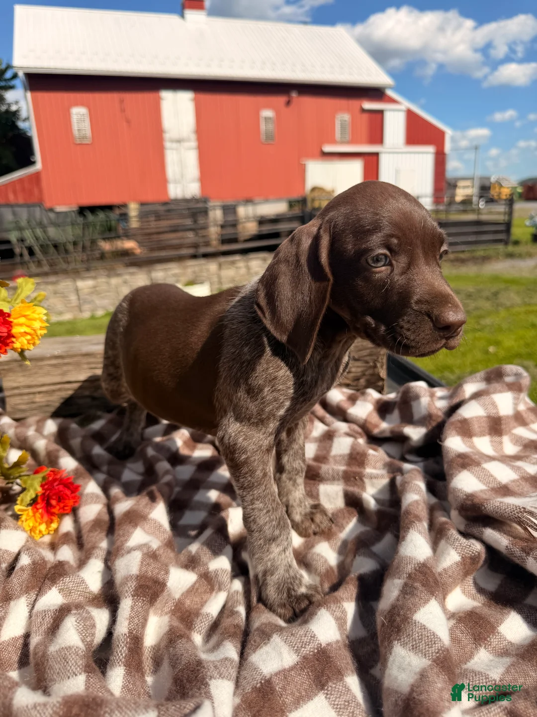 German Shorthaired Pointer dogs for sale: Benelli - Ad 1