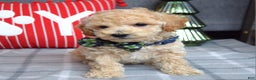 Miniature Poodle dogs for sale: Nicolas  - Ad 8