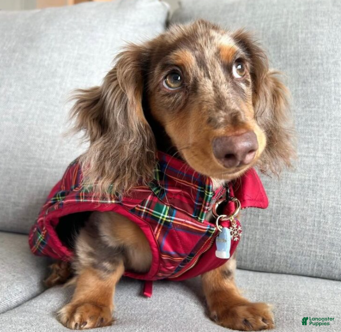 Miniature Dachshund dogs Archie  - Ad 18