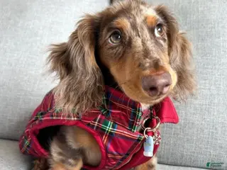 Miniature Dachshund dogs Archie - Ad 18