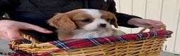 Cavalier King Charles Spaniel dogs for sale: Star - Ad 2
