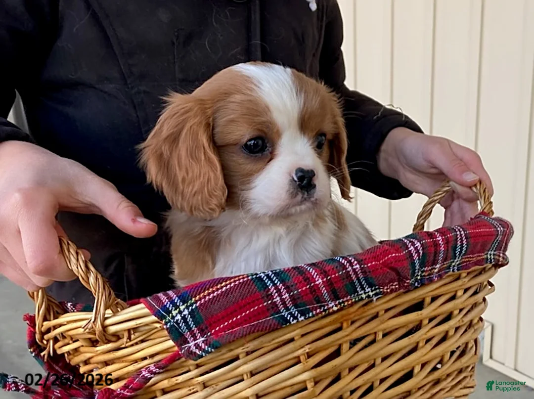 Cavalier King Charles Spaniel dogs for sale: Star - Ad 2