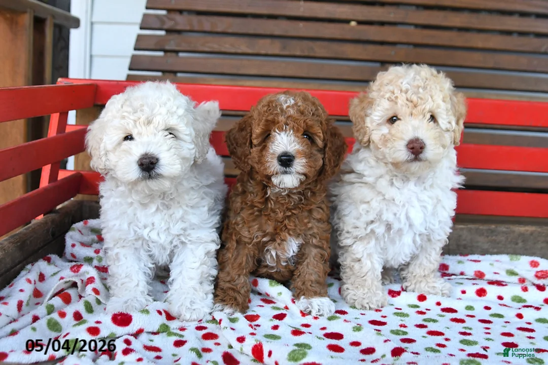 Miniature Poodle dogs for sale: Romeo - Ad 5