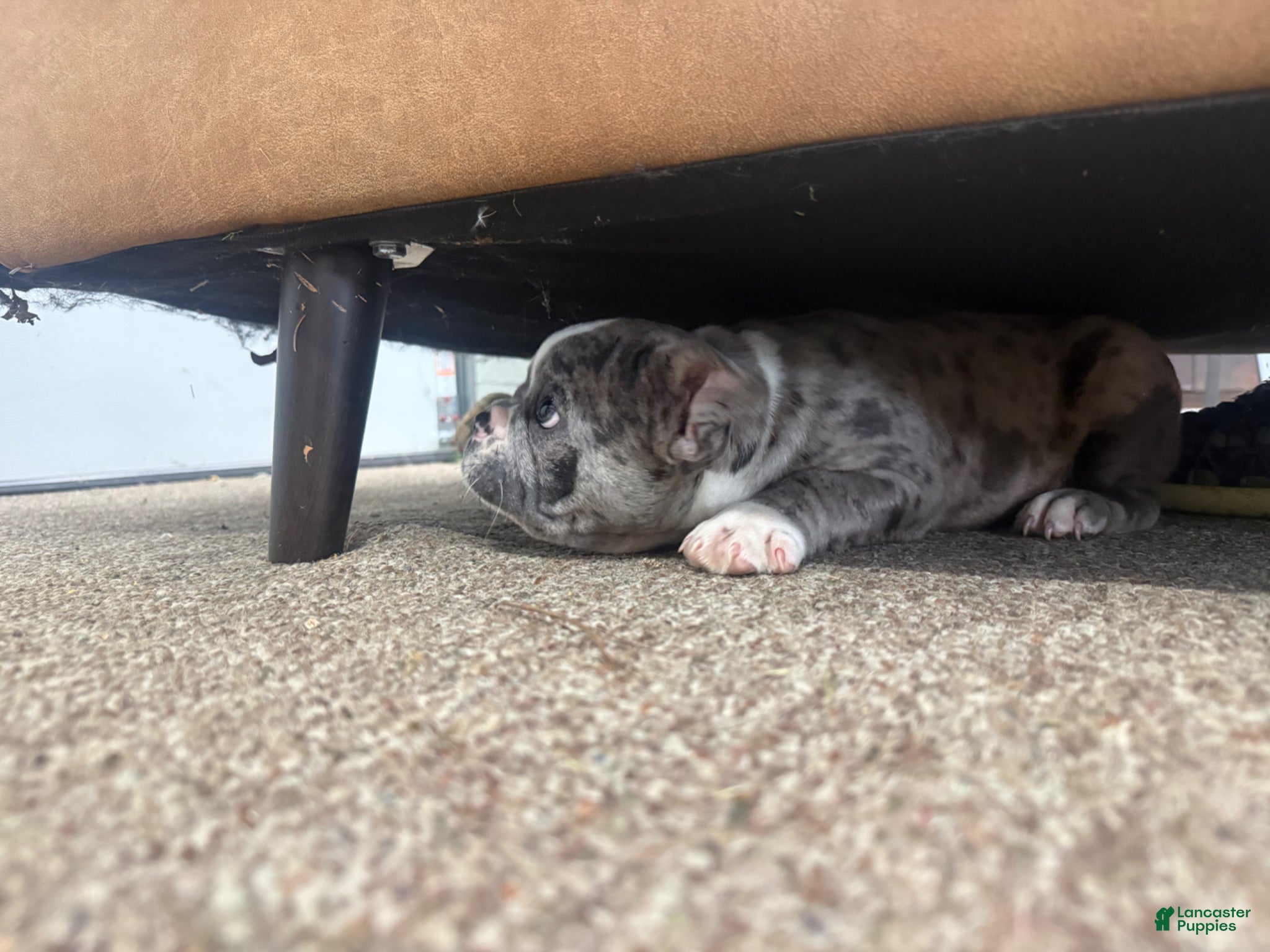 Frenchton dogs for sale: Frenchton Puppy 1 - Ad 5