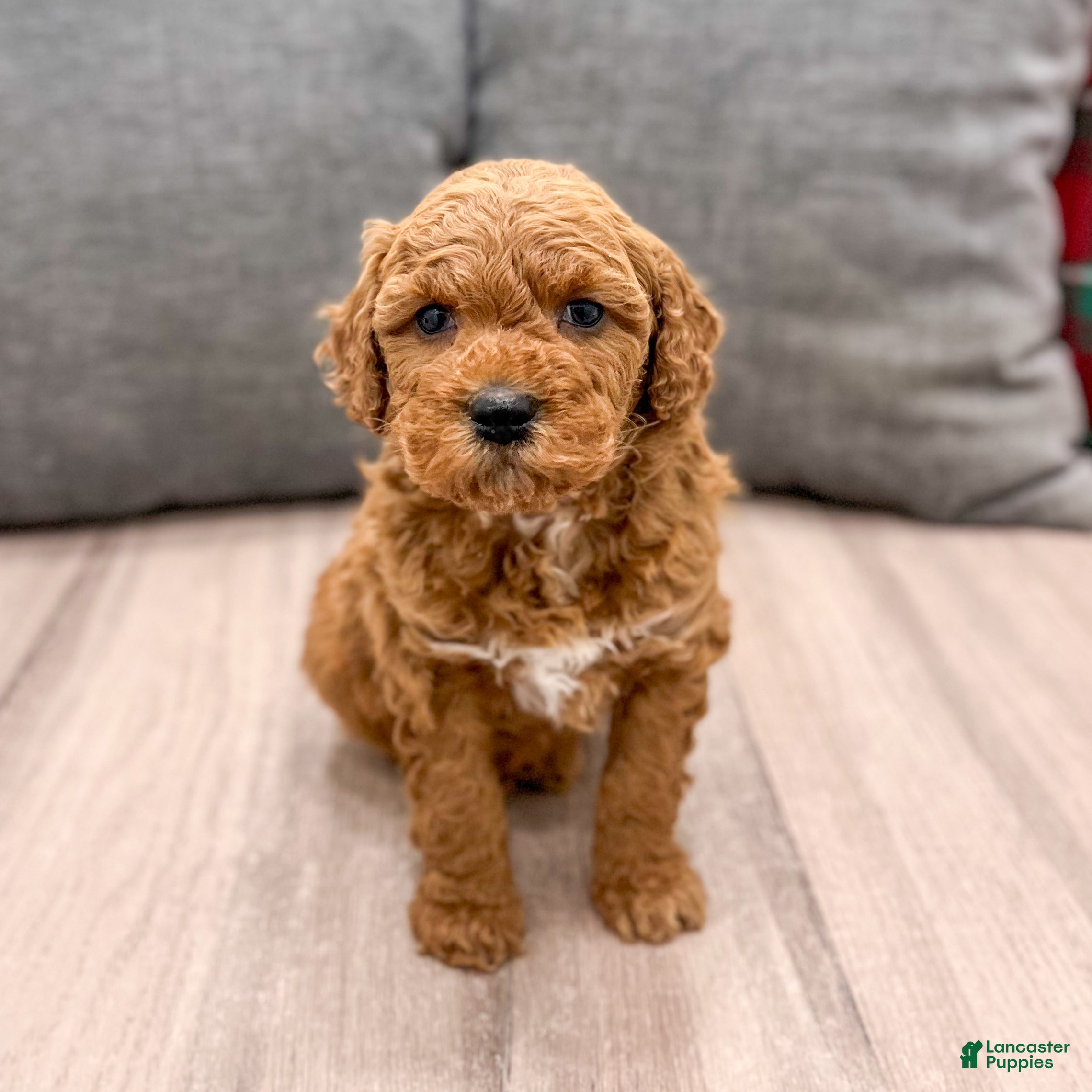 Mini Goldendoodle dogs Jimmy - Ad 2