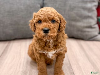 Mini Goldendoodle dogs Jimmy - Ad 2