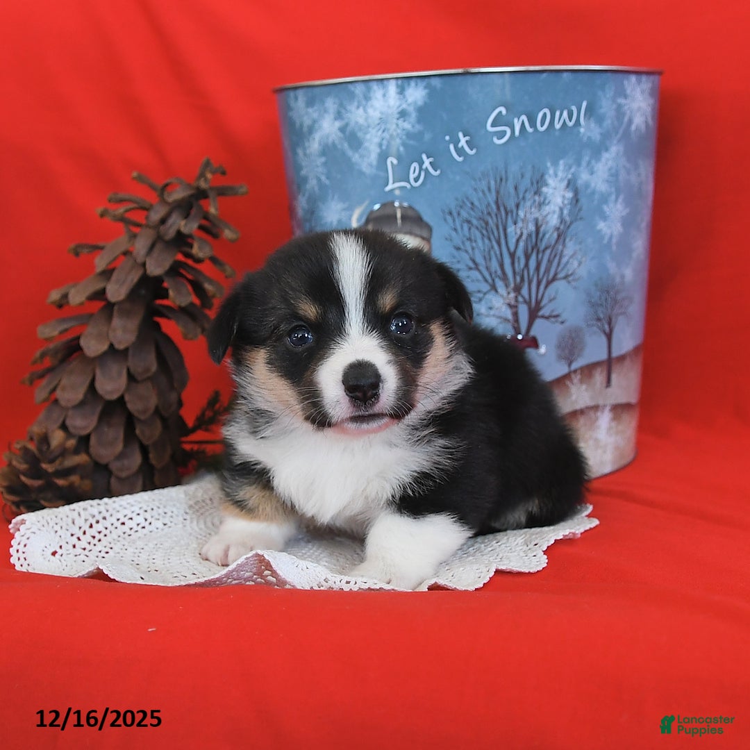 Welsh Corgi Pembroke dogs for sale: Pepper - Ad 12