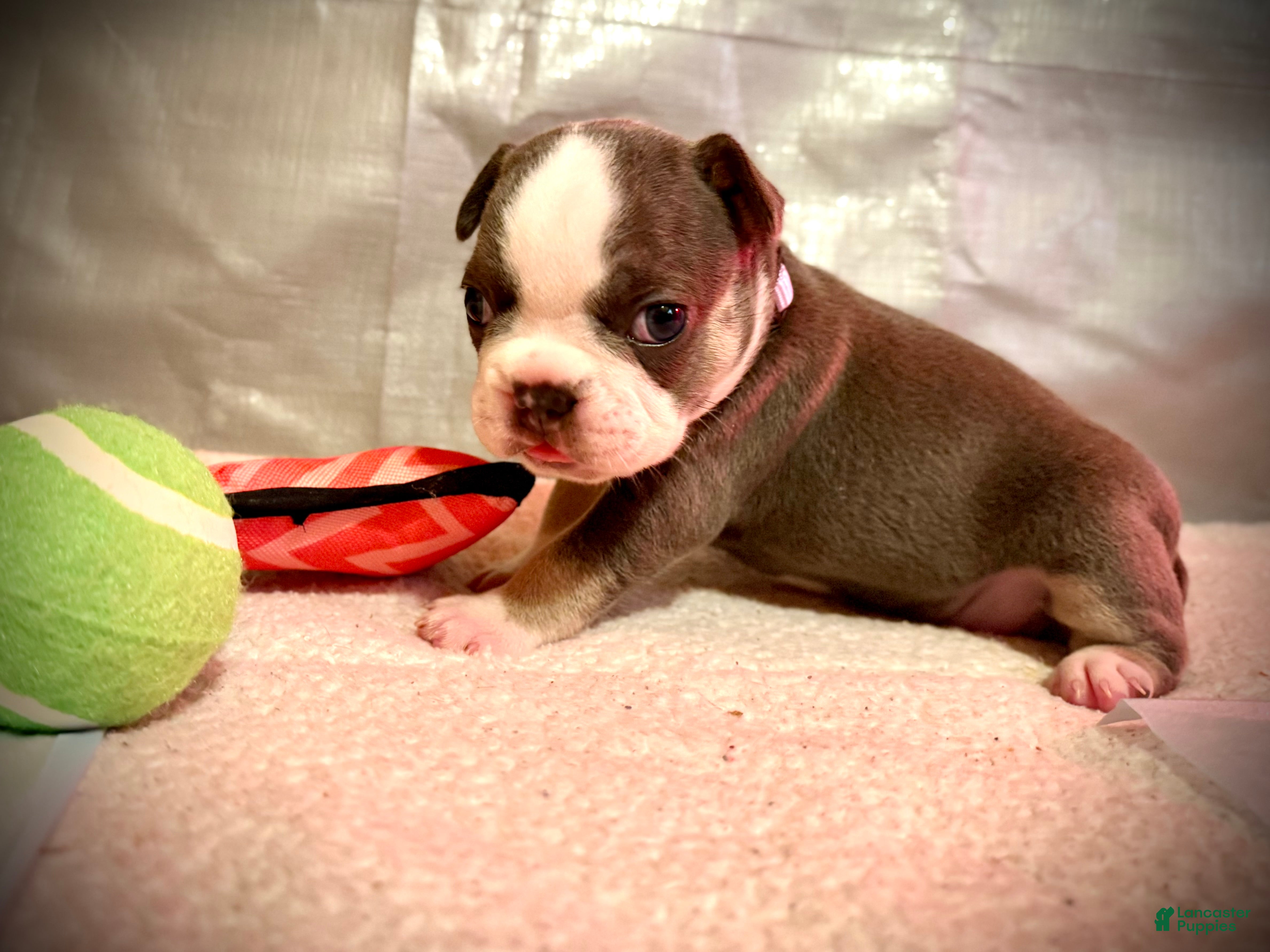 Frenchton dogs for sale: Scout - Ad 3