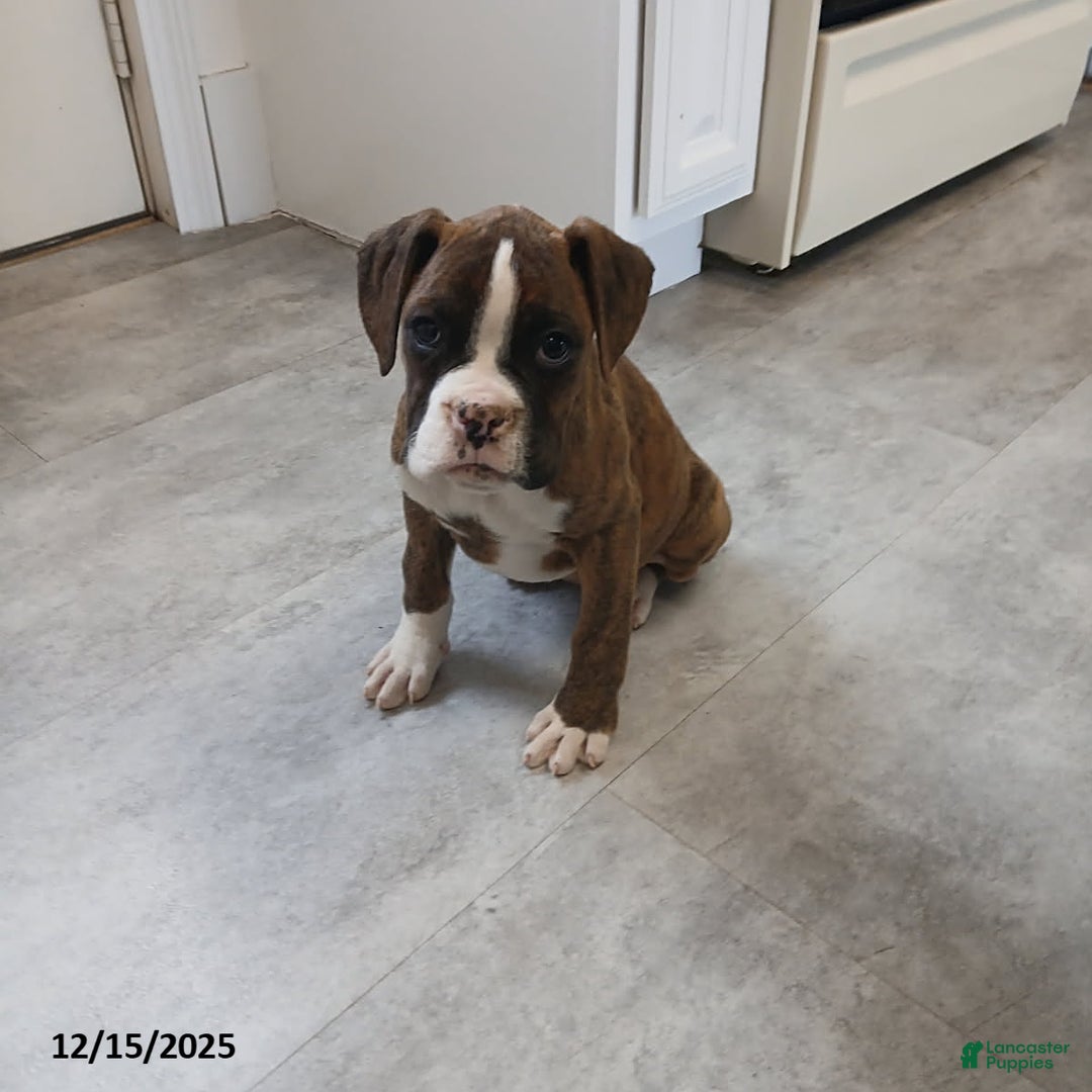 Boxer dogs for sale: Kenzy - Ad 1