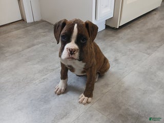 Boxer dogs Kenzy - Ad 5