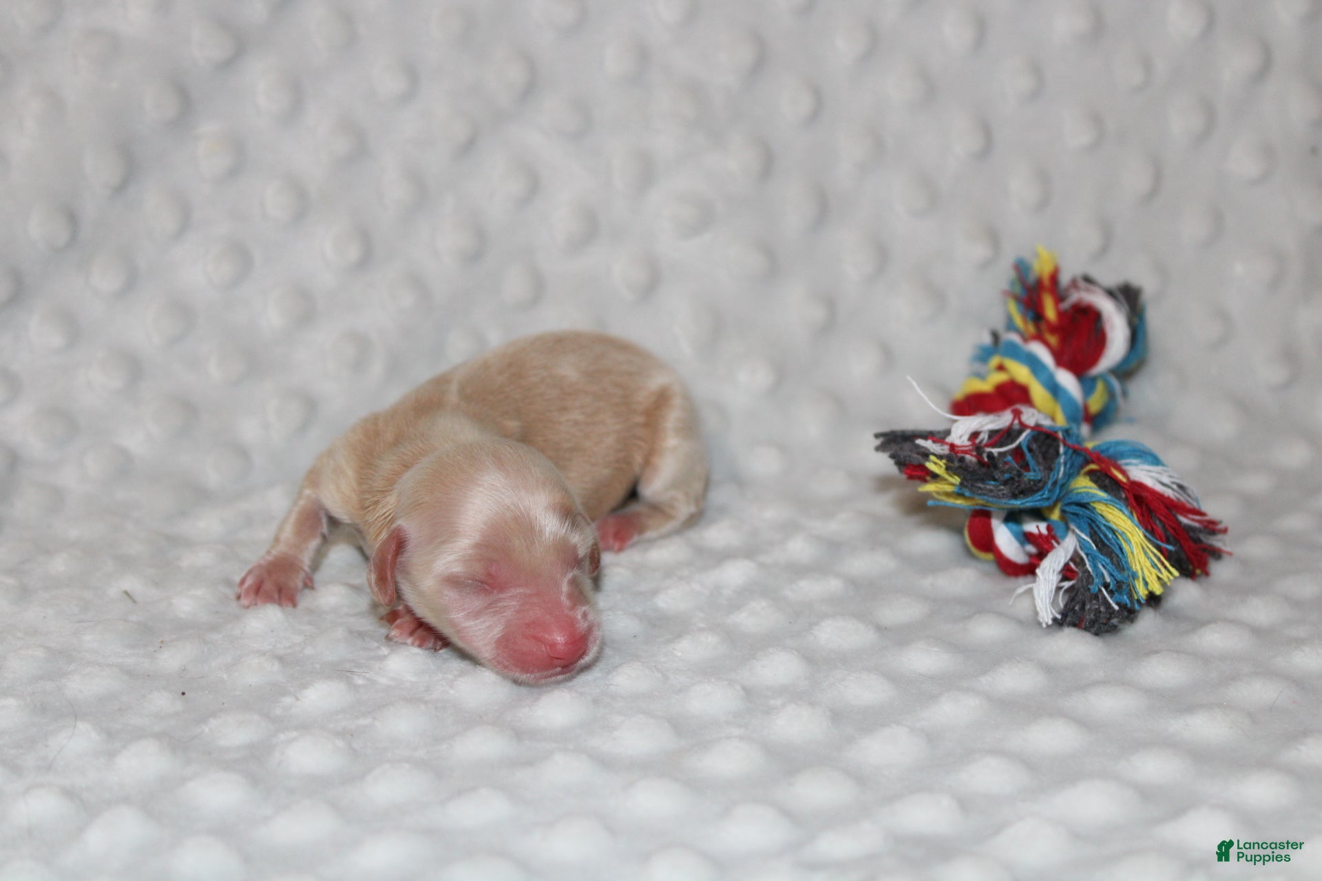Miniature Dachshund dogs Sunny  - Ad 1