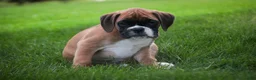 Boxer dogs for sale: Boaz - Ad 7