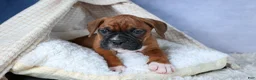 Boxer dogs for sale: Sarge  - Ad 3