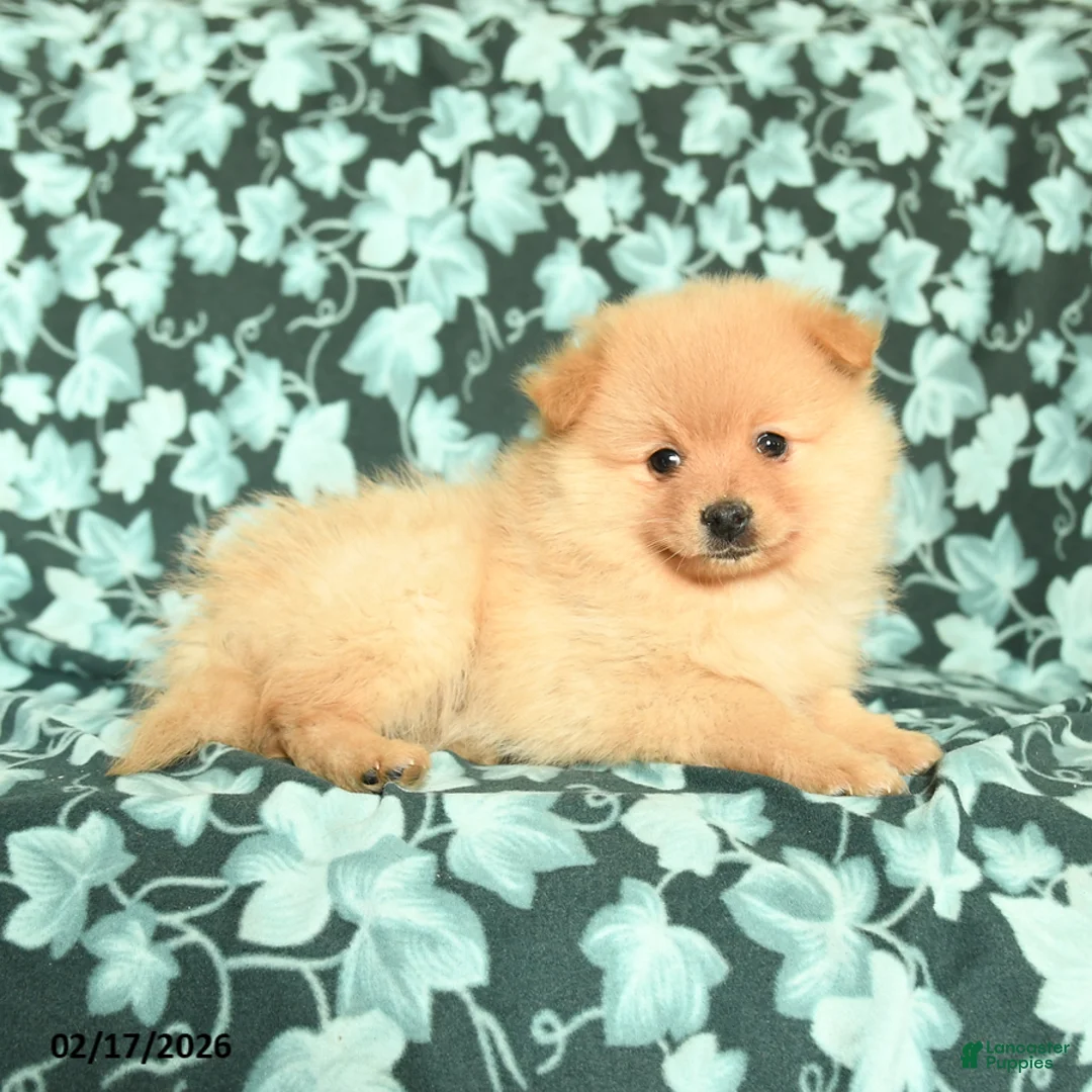 Pomeranian dogs for sale: Valentine - Ad 4