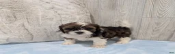 Shihpoo dogs for sale: Teddy - Ad 5
