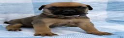 Cane Corso dogs for sale: Cane Corso 5 - Ad 2