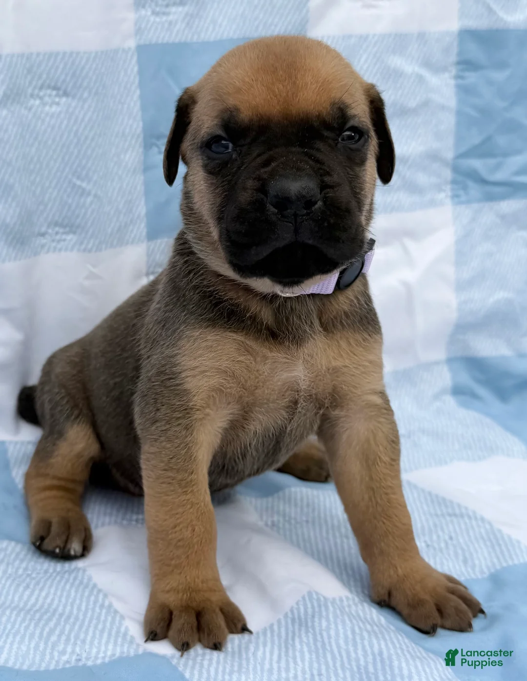 Cane Corso dogs for sale: Cane Corso 5 - Ad 2