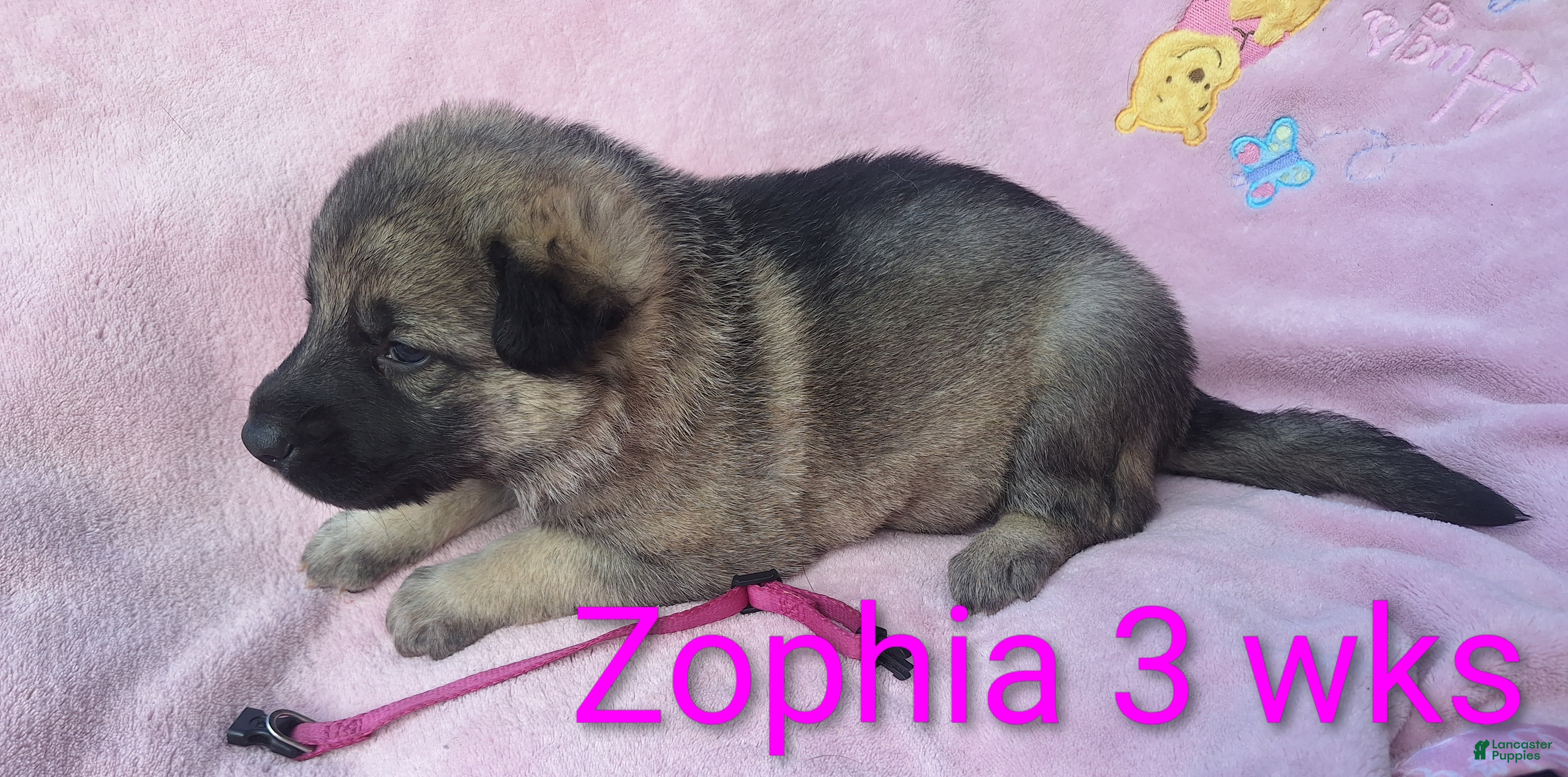 German Shepherd dogs Zophia  - Ad 2