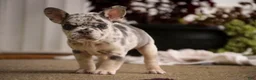French Bulldog dogs for sale: Lexa French Bulldog  - Ad 5