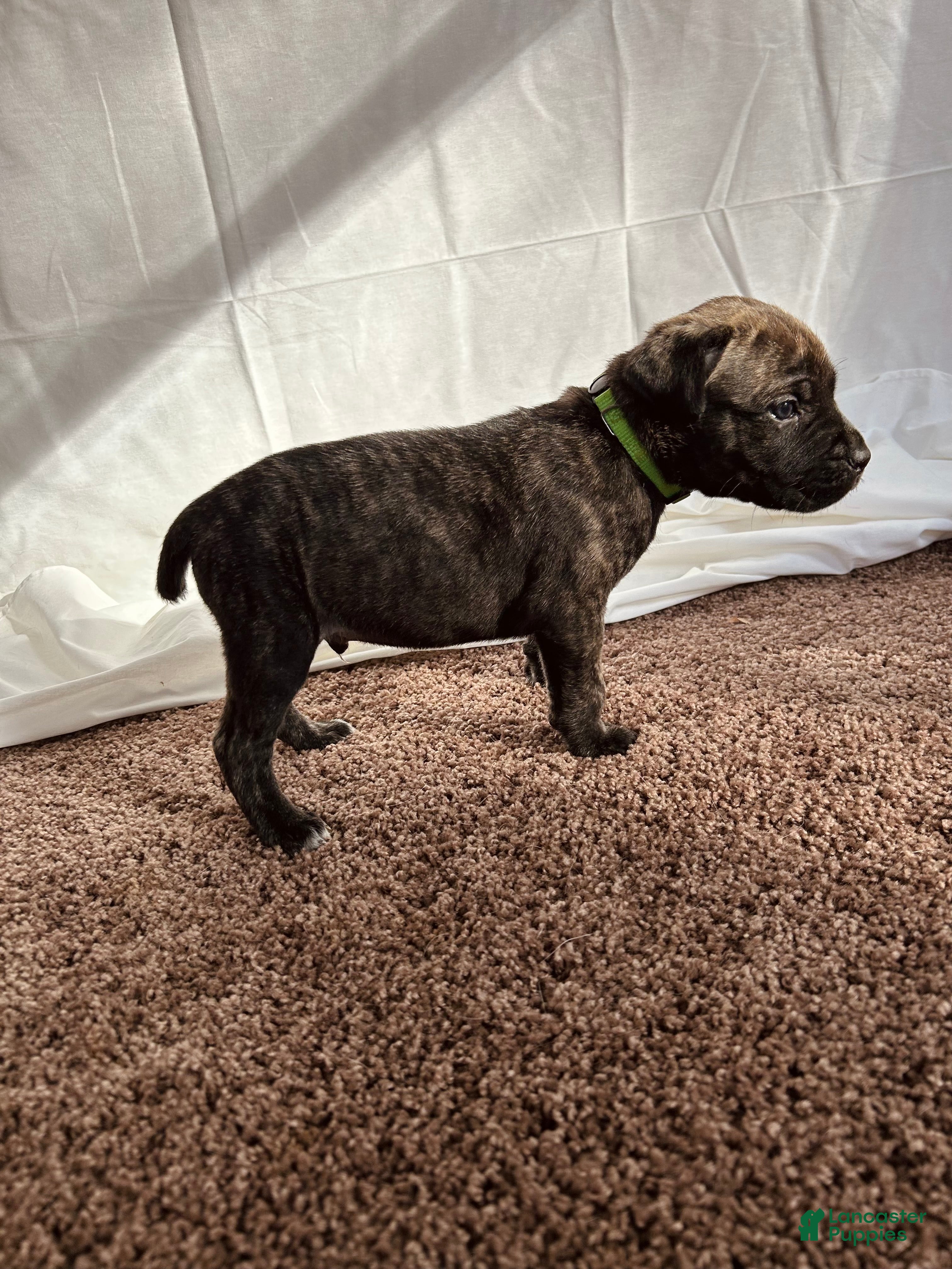 Cane Corso dogs Sven  - Ad 15