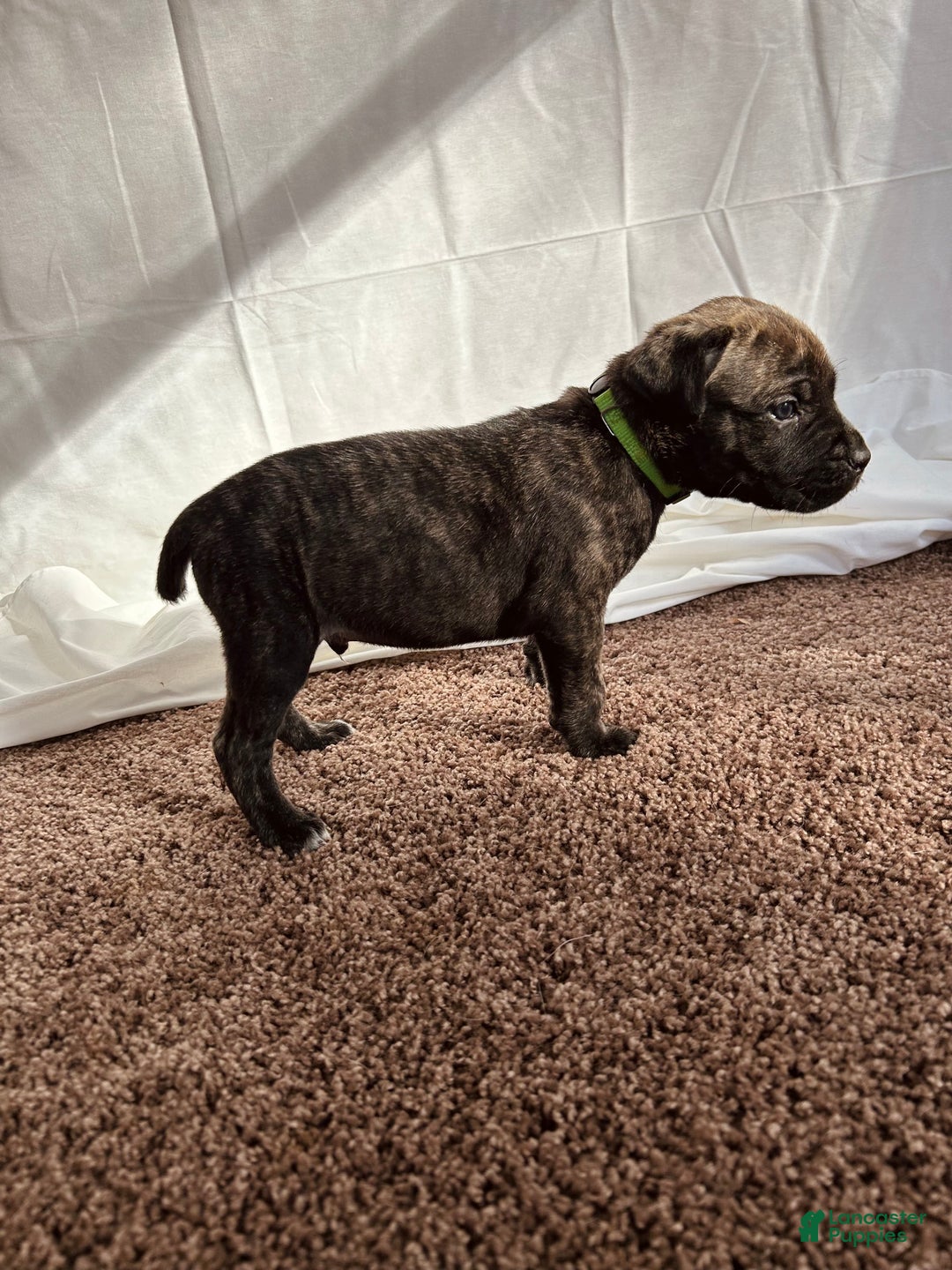 Cane Corso dogs for sale: Sven  - Ad 1