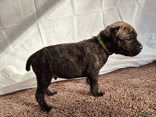 Cane Corso dogs Sven - Ad 18
