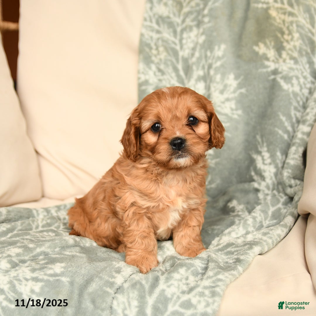 Cavapoo dogs for sale: Snickers - Ad 1