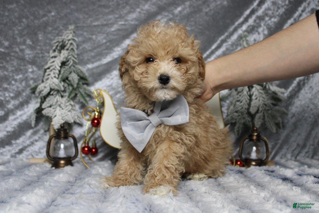 Havapoo dogs for sale: Foxtrot  - Ad 2