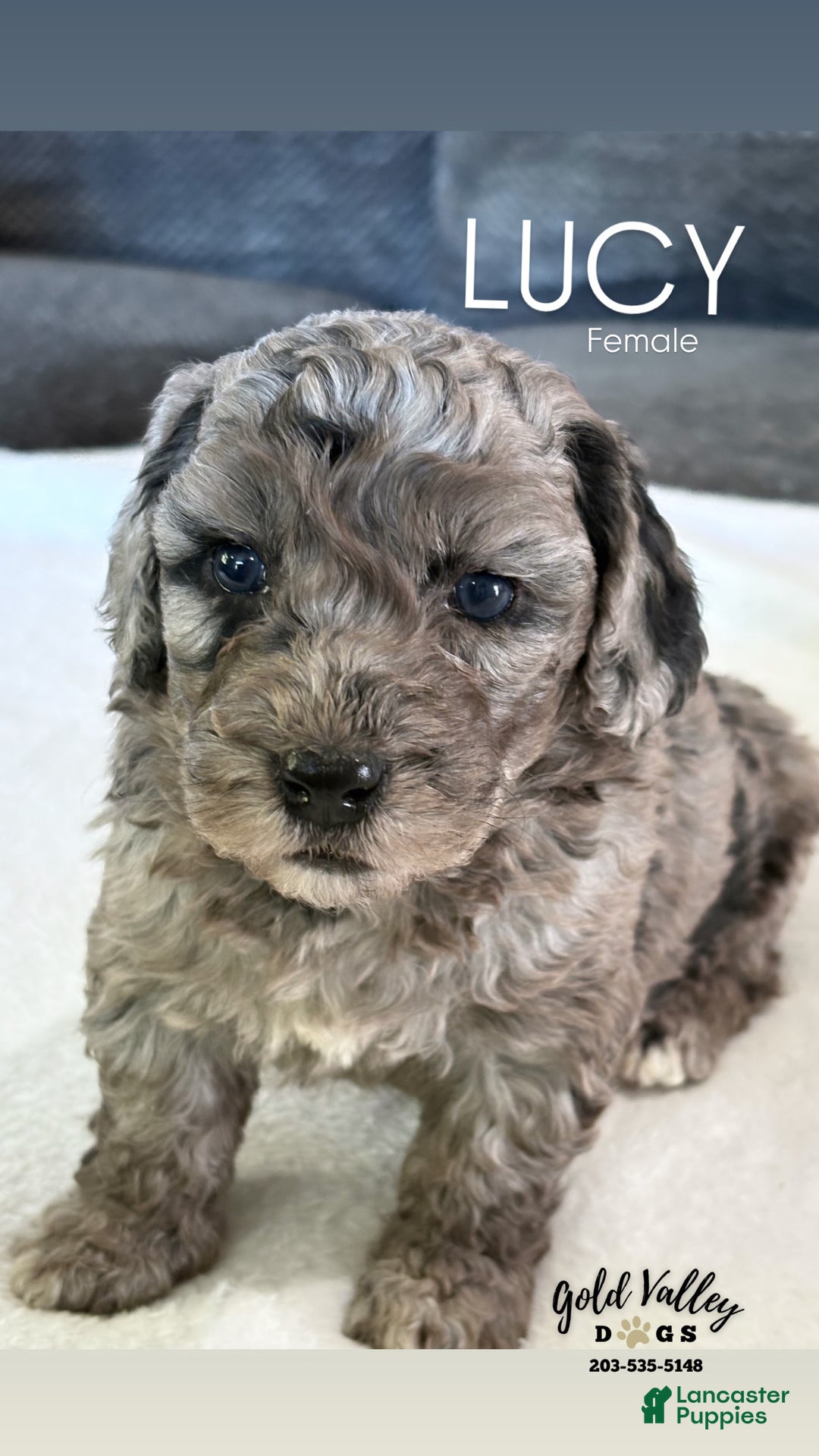 Goldendoodles Clearwater Mini Goldendoodle Akc Mini Goldendoodle