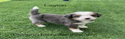 Mini Bernedoodle dogs for sale: Layton  - Ad 3