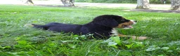 Bernese Mountain Dog dogs for sale: Arnold - Ad 3
