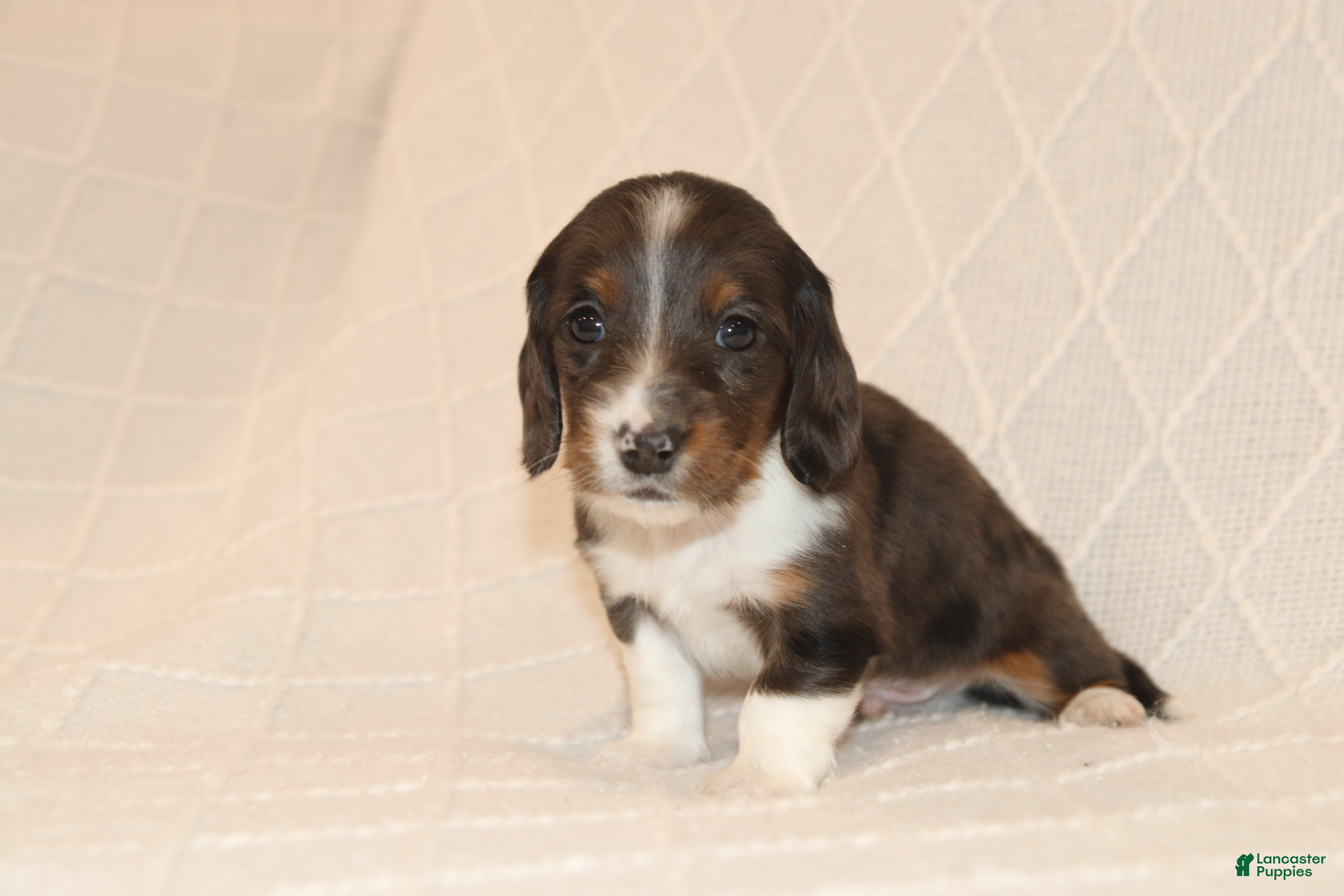 Miniature Dachshund dogs Toby - Ad 2