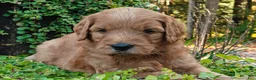 Goldendoodle dogs for sale: Rocky - Ad 13