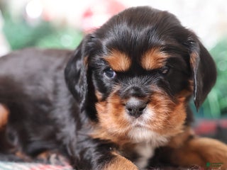 Cavalier King Charles Spaniel dogs Blaze | Genetically Screened - Ad 17