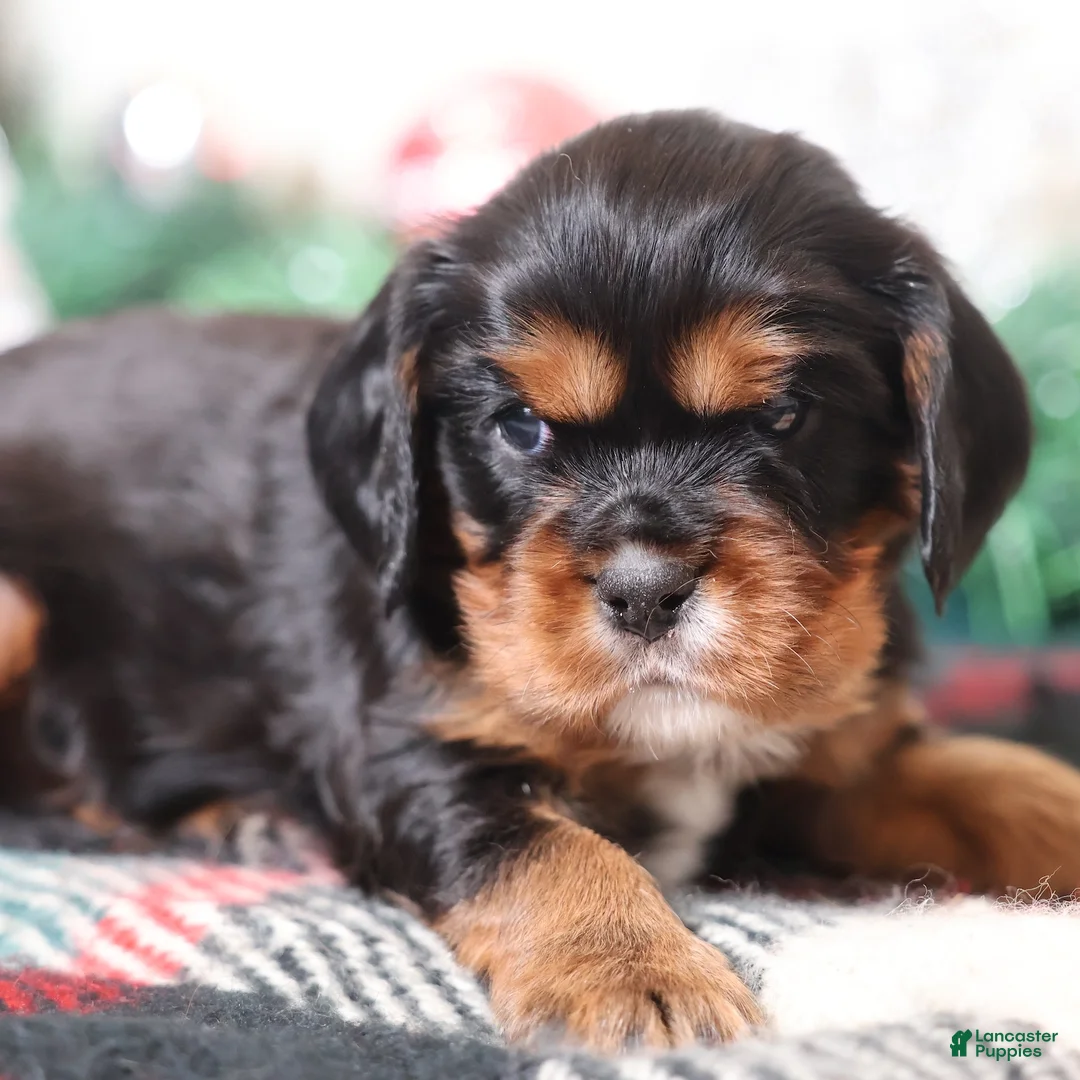 Cavalier King Charles Spaniel dogs for sale: Blaze | Genetically Screened  - Ad 13