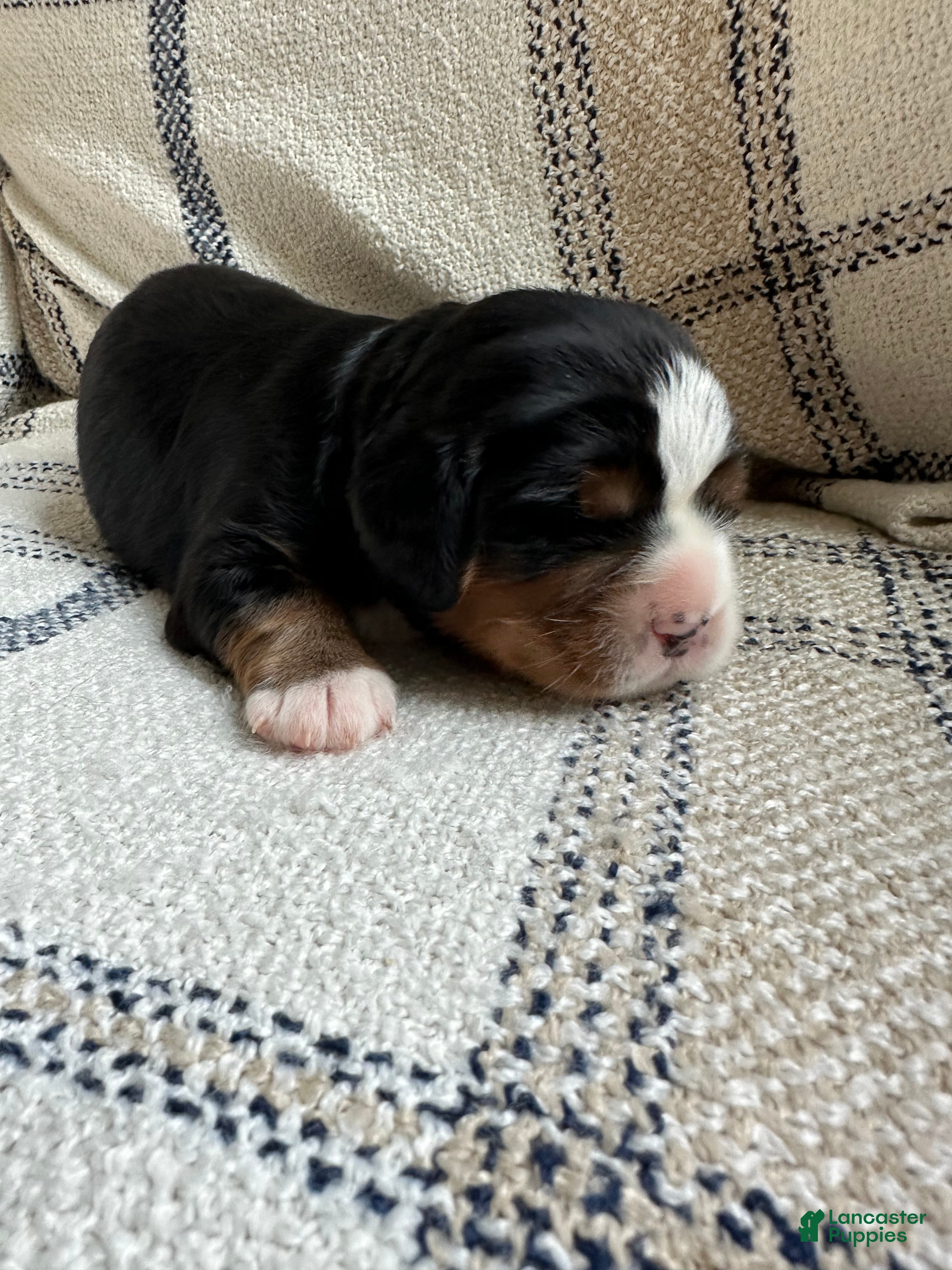 Miniature Bernese Mountain Dog dogs Miniature Bernese Mountain Dog Puppy 4 - Ad 4