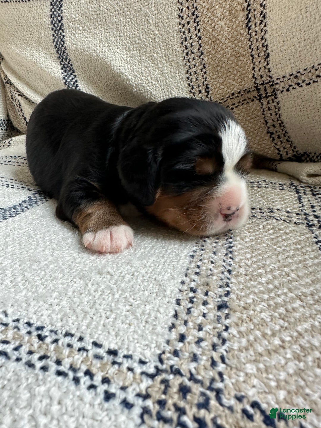 Miniature Bernese Mountain Dog dogs for sale: Miniature Bernese Mountain Dog Puppy 4 - Ad 1