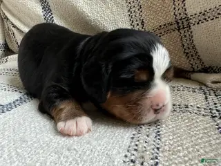 Miniature Bernese Mountain Dog dogs Miniature Bernese Mountain Dog Puppy 4 - Ad 5