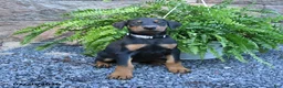 Doberman Pinscher dogs for sale: Pebbles - Ad 1