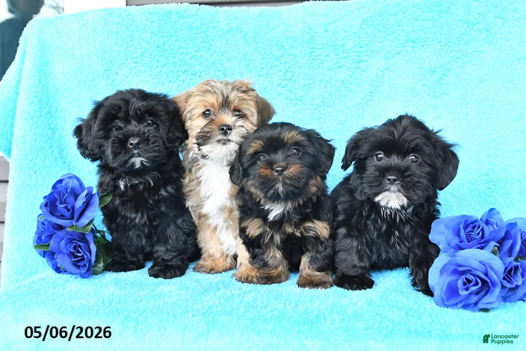 Yorkiepoo dogs for sale: Tina - Ad 3