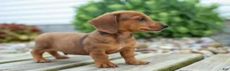Miniature Dachshund dogs for sale: Tyson 💙 - Ad 12