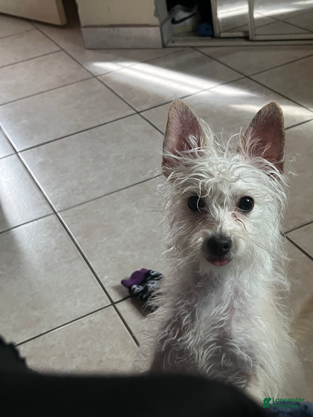 Mixed Breed dogs for sale: Mixed Breed Puppy 1 - Ad 2