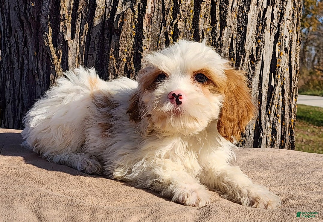 Cavapoo dogs for sale: Stanley - Ad 2