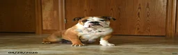 English Bulldog dogs for sale: Hazel - Ad 4