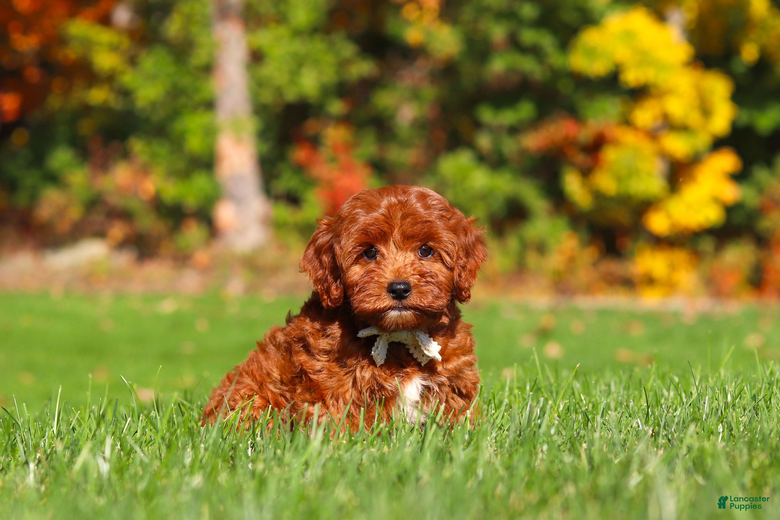 Cockapoo dogs Sienna - Ad 2